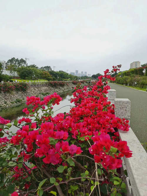 北海市花公园