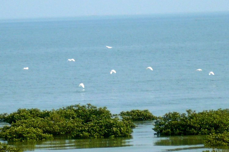北海金海湾红树林
