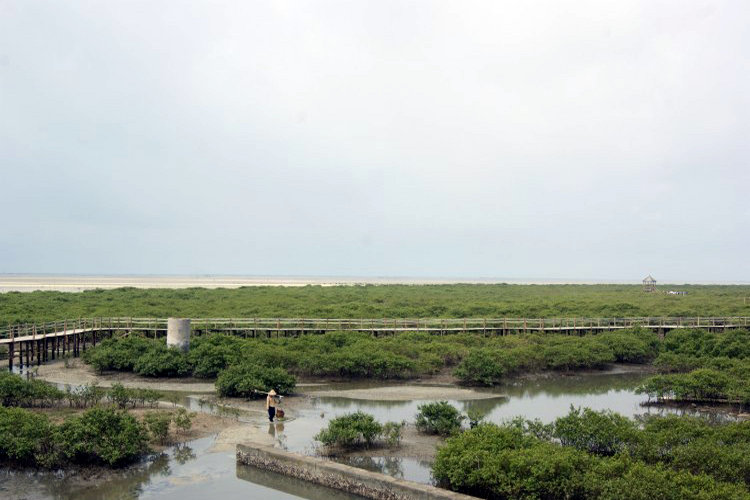 北海金海湾红树林