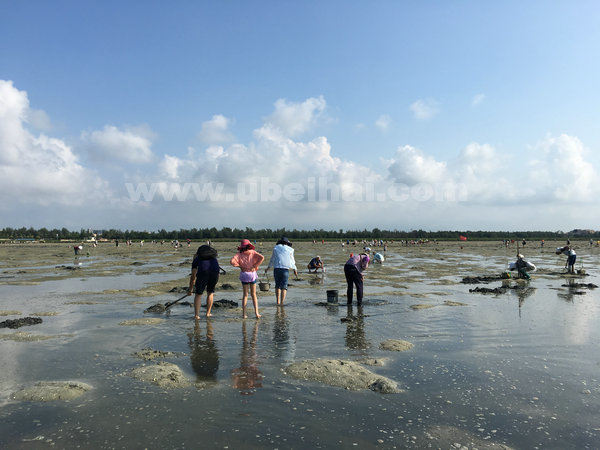 北海红树林赶海