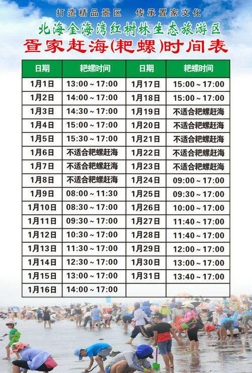 北海红树林疍家赶海耙螺时间表（元月份）
