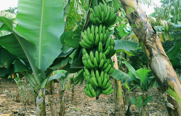 涠洲岛香蕉