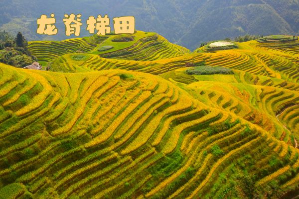 龙脊梯田 (1).jpg