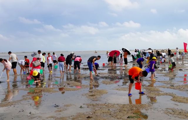 北海金海湾红树林赶海